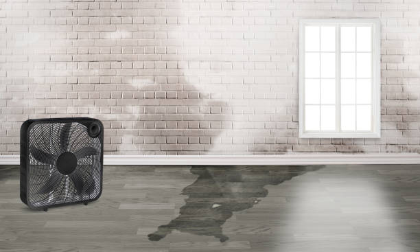 Best Water damage contractors near me  in Bunkie, LA
